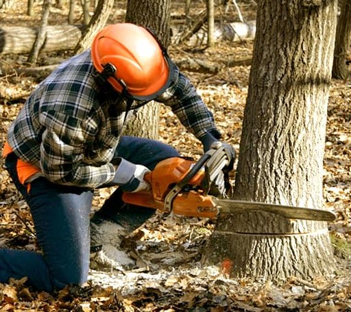 Tree Removal in Wirtz, VA
